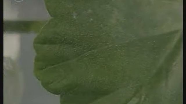 Испарение воды листьями