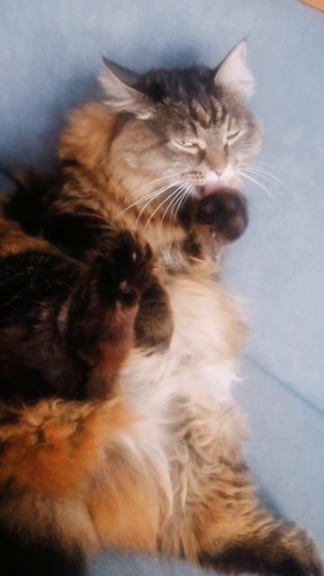 Дуся🐱