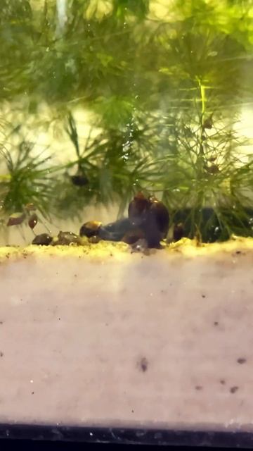 Chonky pond snail for da boys 🫡! #snails #frogs #frogcore #mollusks #aquaticcreatures #bigmac