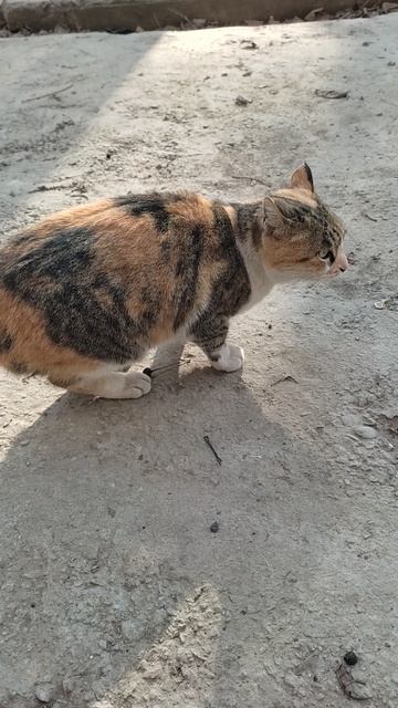 канкуренция