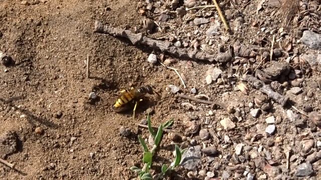 Philanthus triangulum returning to nest with prey