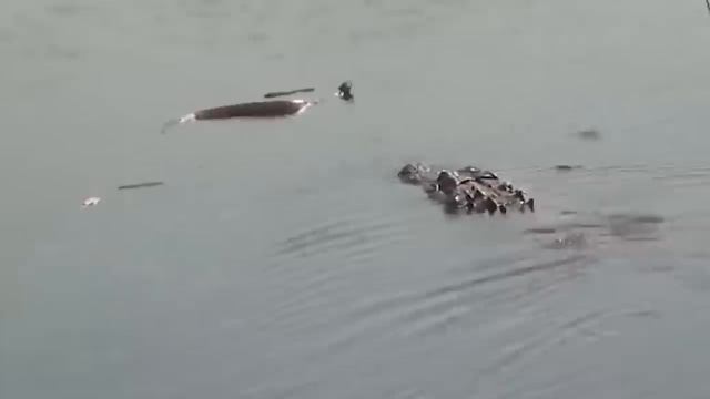 World's Most Aggressive Animals/ @MYSTERY RAHASYA TV   /Amazon rainforest Tribe/Jungle ke Aadivasi