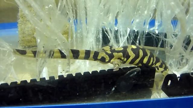 Breeding My Barred Tiger Salamander (1)