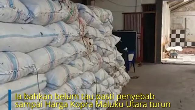 Harga Kopra Maluku Utara Terus Mengalami Penurunan