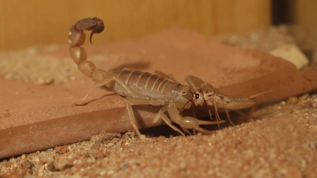 Androctonus australis & Grammostola Rosea