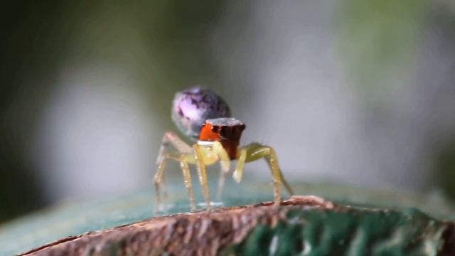 Copy of Phintella sp. Salticidae family