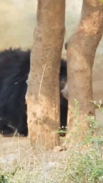 Ursidae/ भालू /रीछ/Bear #shorts #short #youtubeshorts #viral #trending #youtube #shortvideo #status