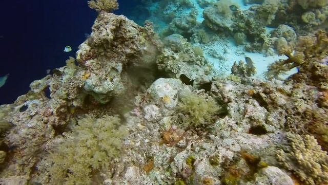 Nautilus Release Dive 20140203