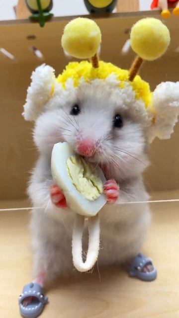 A cute chinchilla eating quail eggs