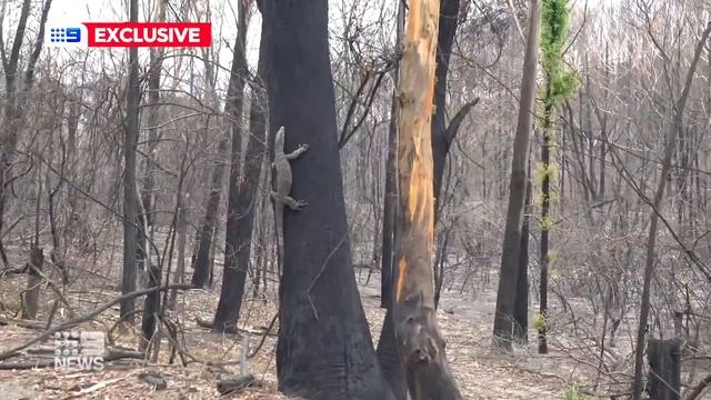 Tree planting drone trials for koala regeneration | 9 News Australia