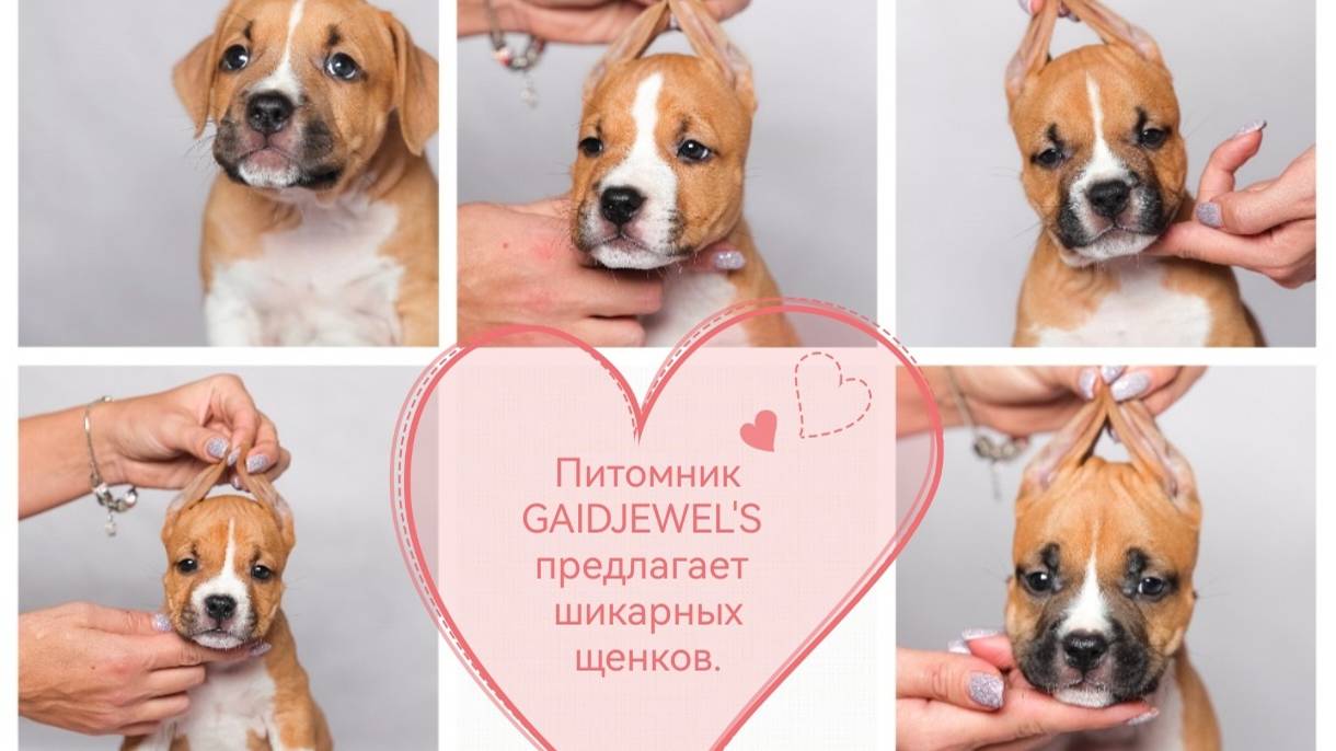 АСТ щенки