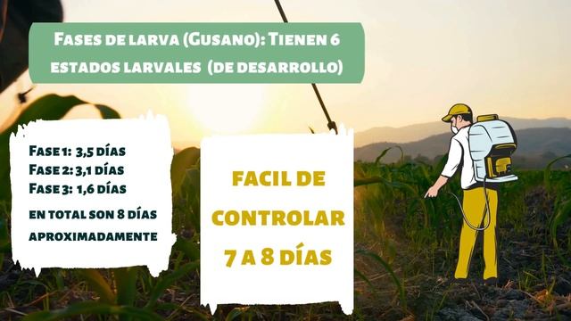 Claves para el manejo de cogollero (Spodoptera frugiperda)