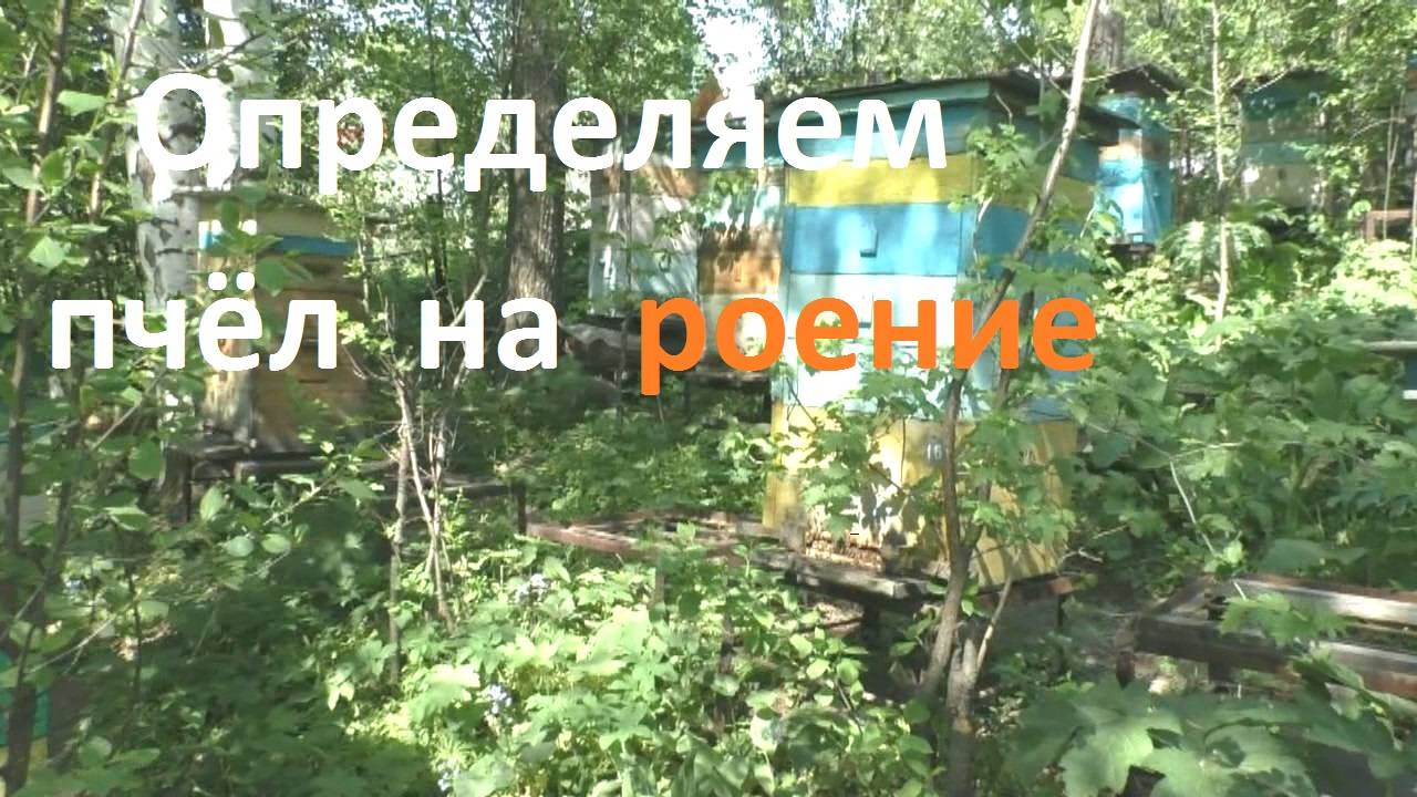 Определяем пчел на роение без разборки гнезда