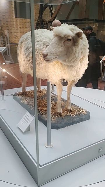 Ovelha Dolly