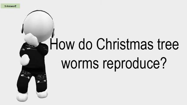 How Do Christmas Tree Worms Reproduce?