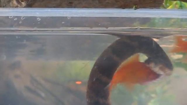 Water snake hunts and catches fish