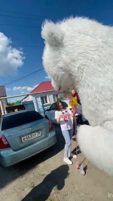 Белый мишка . Поздравил . День рождения . Девушка