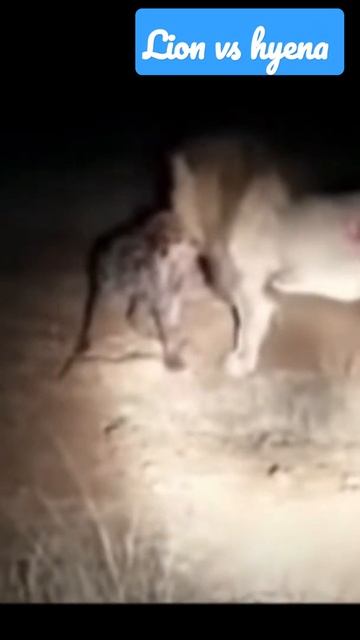 lion vs hyena/ #shorts #lion #hyena #ankursinghvideos