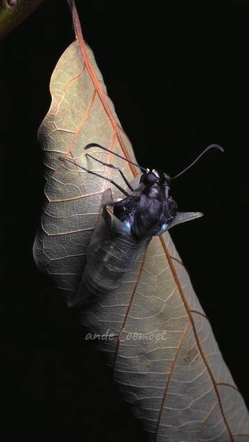 BUTTERFLY (Graphium Doson) OF METAMORPHOSIS