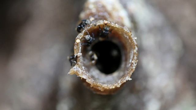 Peeking into the entrance of a STINGLESS BEE hive - Kuala Koh, Taman Negara, Peninsular Malaysia.