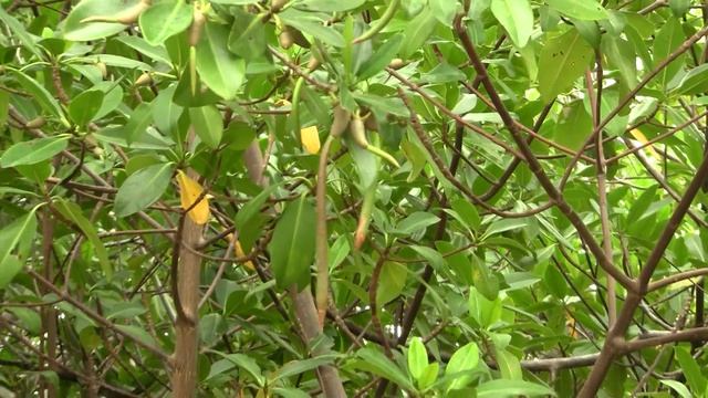 Red mangroves, seedlings. Красные мангры, проростки (394sp)