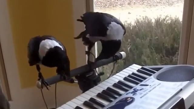 Смотреть - Музыкальные вороны