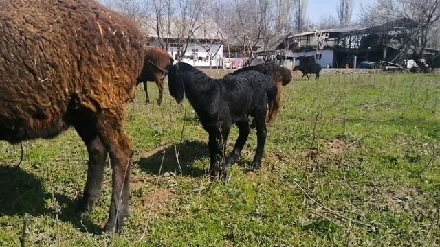 ЯРКИЙ  ПАРОДА ГИССАР КОЧКАРЧИК ЖЕКЕ ЧАРБА @BARPYKG