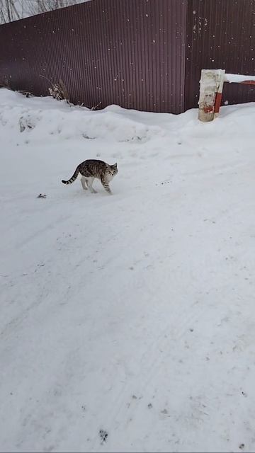 кот встречает ребенка со школы😁