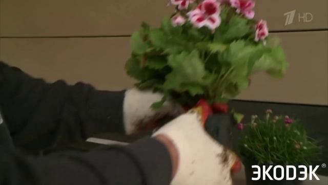 Вертикальное озеленение Фасадов