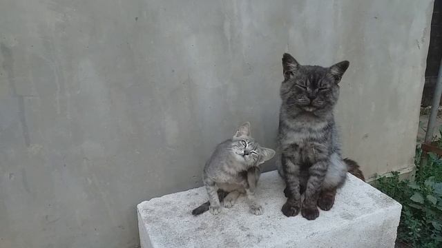 Смешные животные / Смешные видео про животных