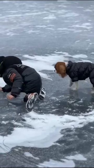 Прогулка по льду 😂! Девочка 🐶Кавалерочка Мила (Елена Рипа) в семье, гуляет праздники за городом 🥰