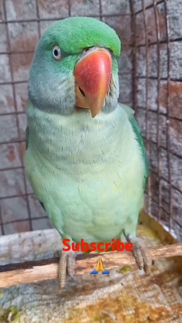 tota#parrot #birds #pets #cute #chotu
