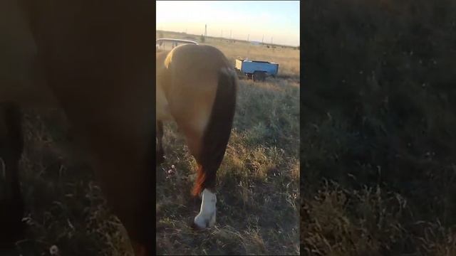 Лошади России🐴
