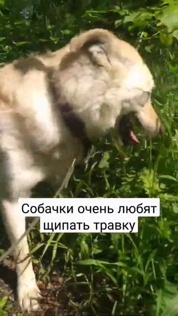 Приходите на прогулки в приют, подарите им 15 минут счастья