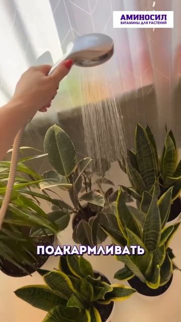 Топ неприхотливых комнатных растений