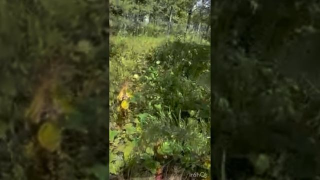 Немного покажу вокруг нашей дачи. Косуля, куколки нашего детства, заброшенные участки, земляника