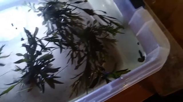 Scud/Calm/Snail Breeder Tank