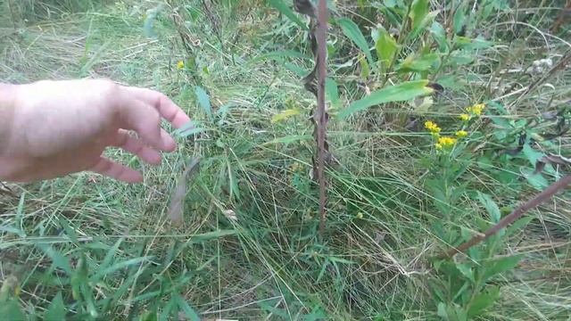 Chinese Mantis Hunting (Tenodera sinensis)