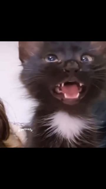Даже Собаке Смешно 🤣😂 #Мем #Юмор #Угар #Реки #Хочуврек