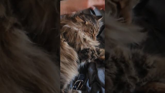 Обожаю гладить кошек😺