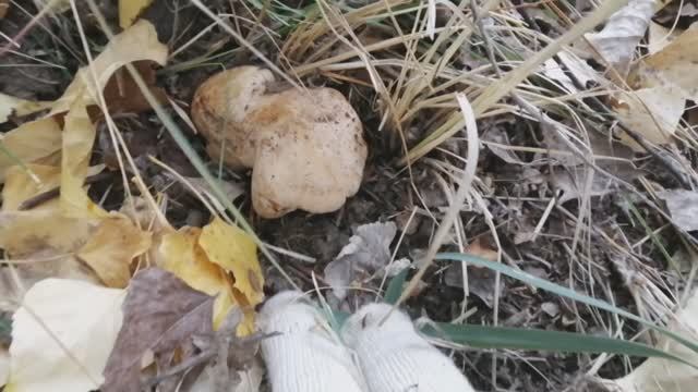 Вылазка за тополёвой рядовкой