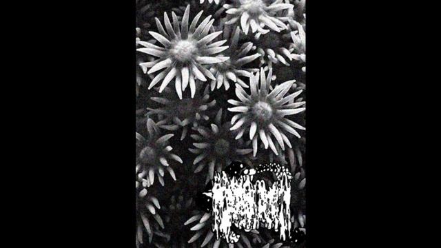 PhylumCnidaria - Polypodium Hydriforme