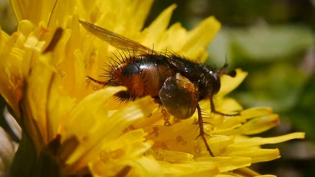 タンポポに来たセスジハリバエ Tachina nupta