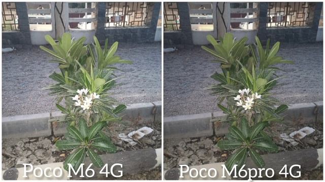 Xaiomi Poco m6 4G VS Xaiomi Poco m6pro 4G camera test comparison