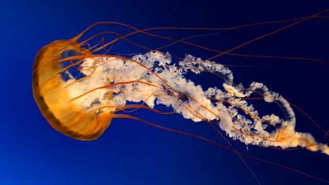 beautiful jellyfish