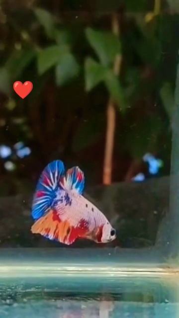 #shorts #trending #betta #fish #guppy #viral #fishing #youtubeshorts #short #youtube #shortvideo