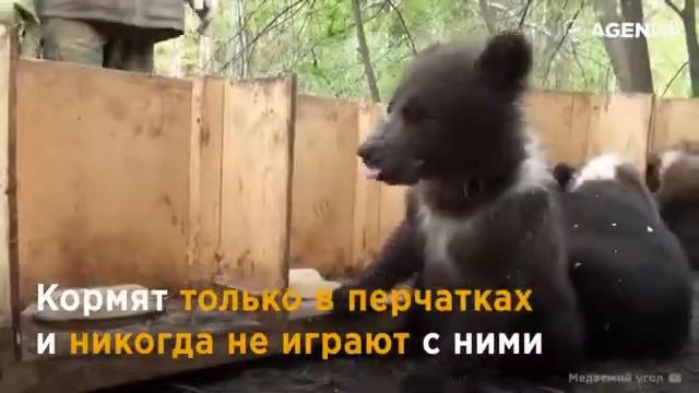 Самый необычный медвежий приют в России