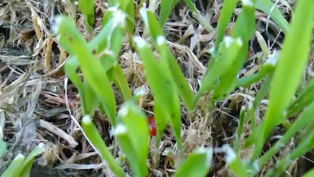 Ladybug