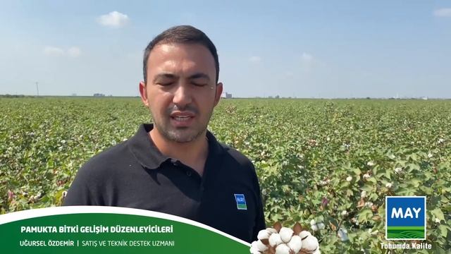 Pamukta Bitki Gelişim Düzenleyicileri