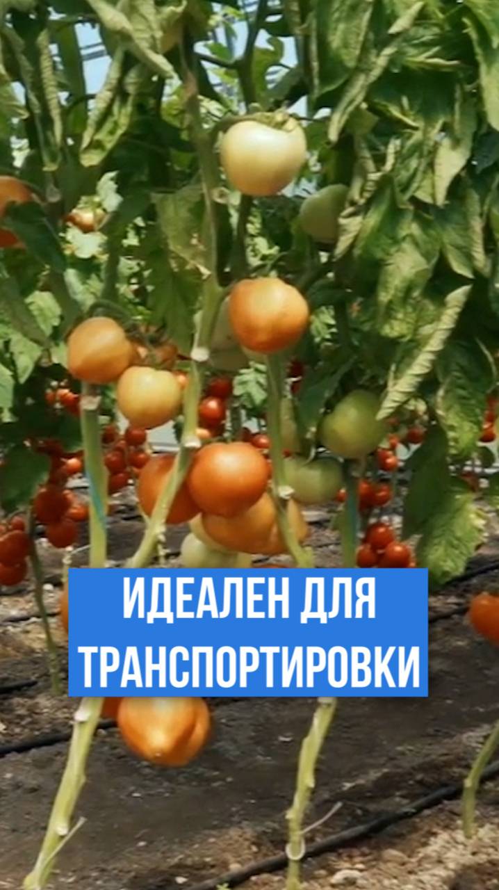 Бобрин